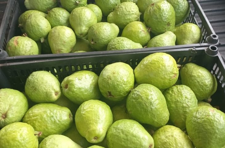 Guaicurus News - MS prepara Plano Estadual para ampliar a fruticultura comercial