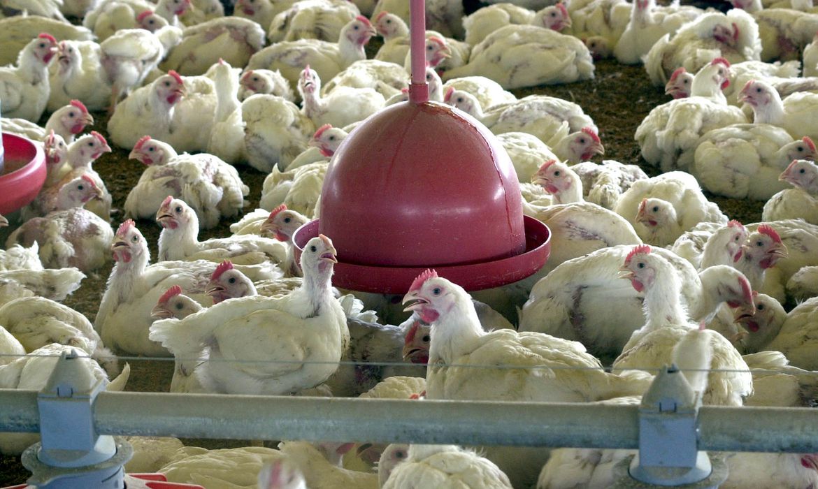 Guaicurus News - OMS confirma primeira morte por gripe aviária no mundo 