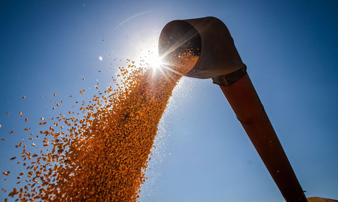 Guaicurus News - Conab estima produção de grãos em 315,8 milhões de toneladas