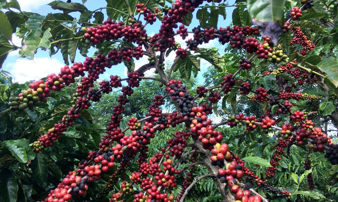 Guaicurus News - Conab prevê aumento de 7,5% na colheita de café em relação a 2022