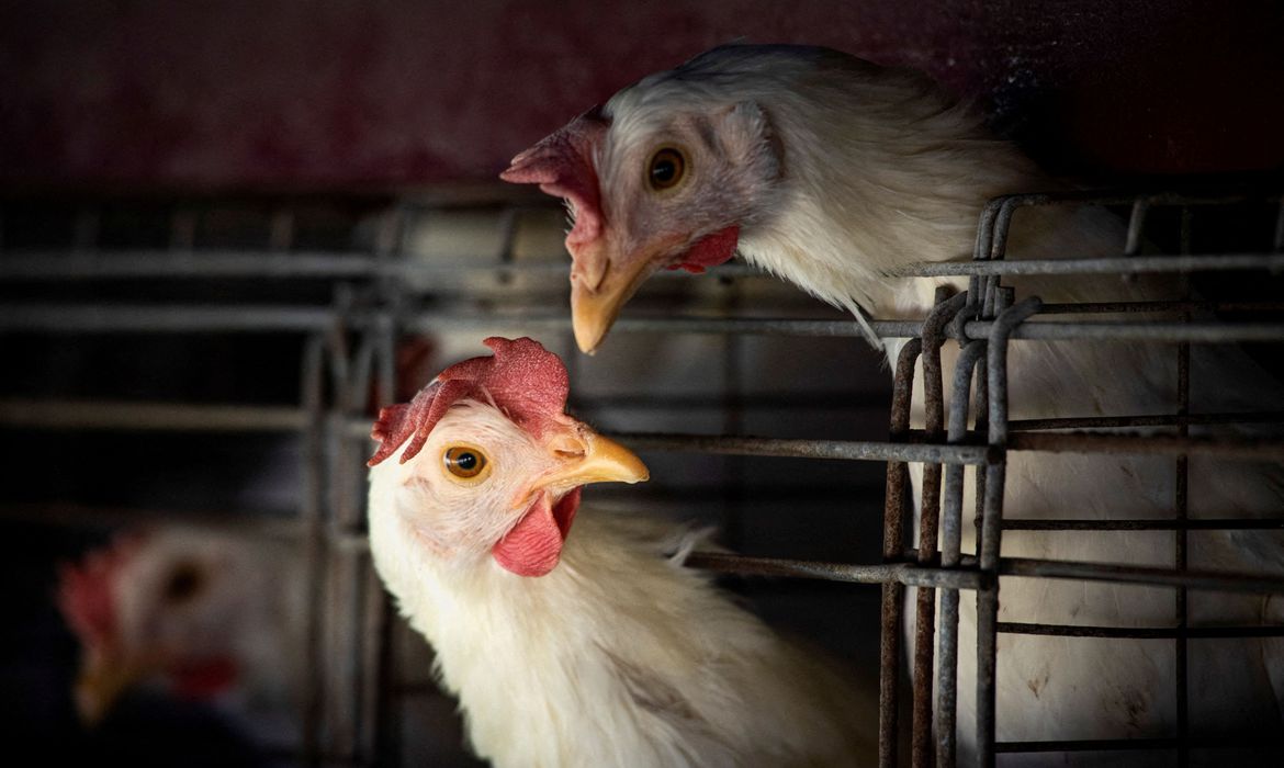 Guaicurus News - Ministério da Saúde descarta suspeita de gripe aviária em humano no ES