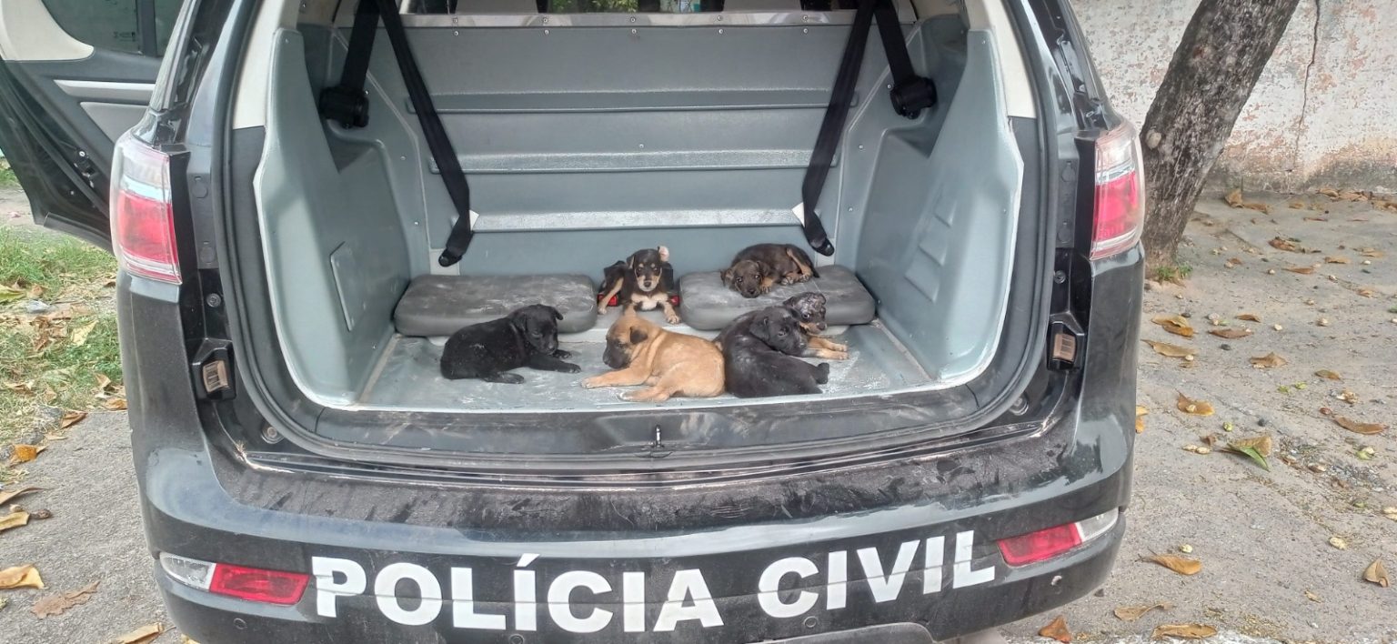 Guaicurus News - Polícia Resgata Seis Cães em Operação de Combate aos Maus-Tratos