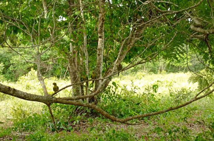 Guaicurus News - Imasul realiza soltura de mais de 60 animais silvestres no Recanto Ecológico Rio da Prata