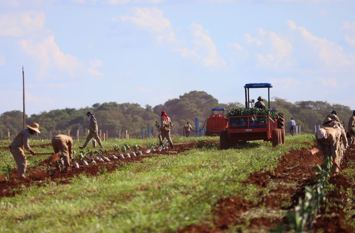 Guaicurus News - Governo de MS concede benefício fiscal para incentivar a expansão da citricultura