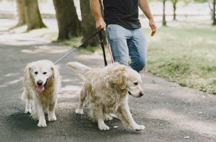 Guaicurus News - Campanha Dezembro Verde combate o abandono de animais e conscientiza sobre adoção responsável