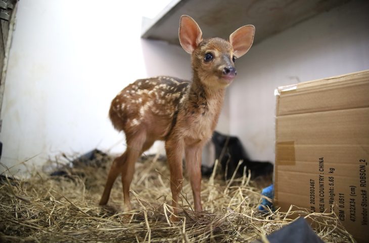 Guaicurus News - Filhotes de veado e anta são resgatados de incêndios e se recuperam para voltar à natureza