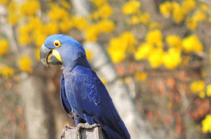 Guaicurus News - 1º Big Day das Araras Azuis acontece dias 16 e 17 de agosto no Brasil, Paraguai e Bolívia