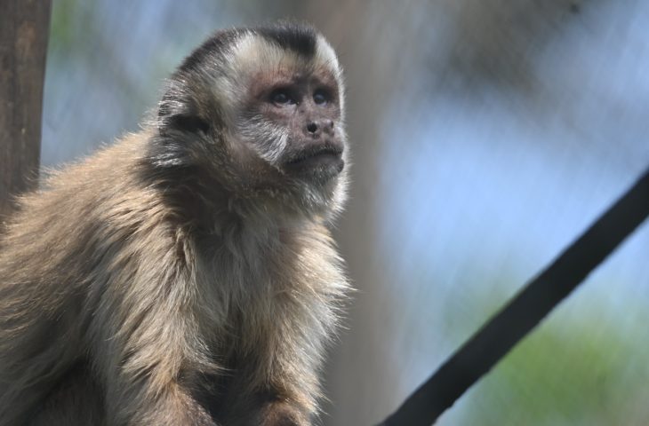Guaicurus News - Imasul solta sete macacos-prego para retorno à vida livre no Pantanal
