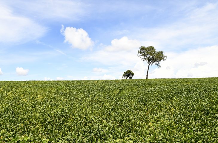 Guaicurus News - Mais de 70% das lavouras de soja apresentam boas condições de desenvolvimento
