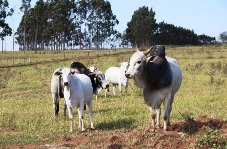 Guaicurus News - Atualização dos rebanhos no MS termina no 30 novembro