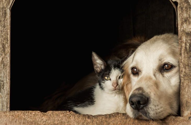 Guaicurus News - Superintendência de Proteção Animal realiza festival para discutir saúde única em agosto