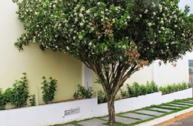 Guaicurus News - Campo Grande acompanha Lei Estadual e proíbe plantio, comércio e transporte de Murta