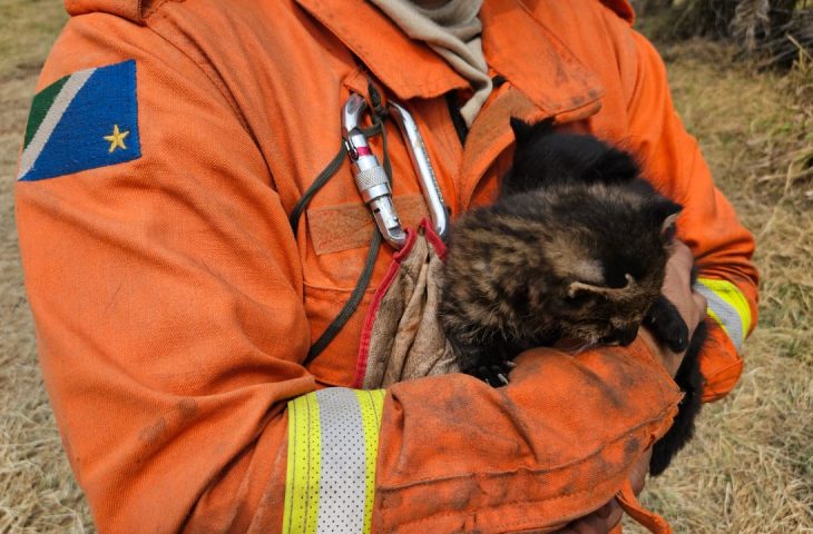 Guaicurus News - Imasul recebe filhotes de gato palheiro, mais dois animais resgatados do fogo