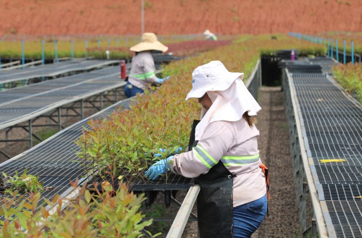 Guaicurus News - Silvicultura ‘abre às portas’ para mulheres na universidade e contribui para o desenvolvimento sustentável