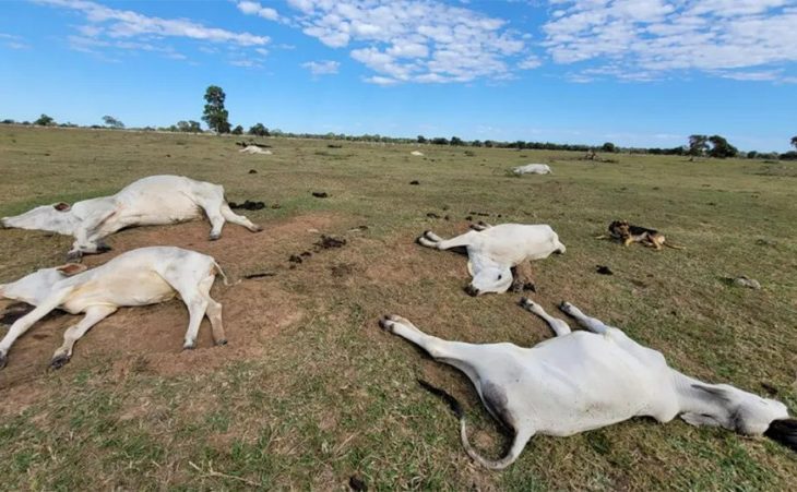 Guaicurus News - Proximidade de frio intenso renova alerta para risco de morte de animais por hipotermia