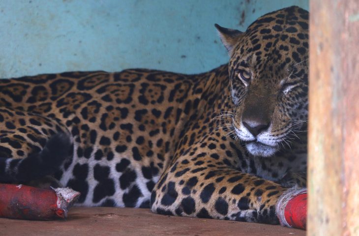 Guaicurus News - Hospital Ayty realiza manejo das onças-pintadas Antã e Miranda, resgatadas no Pantanal