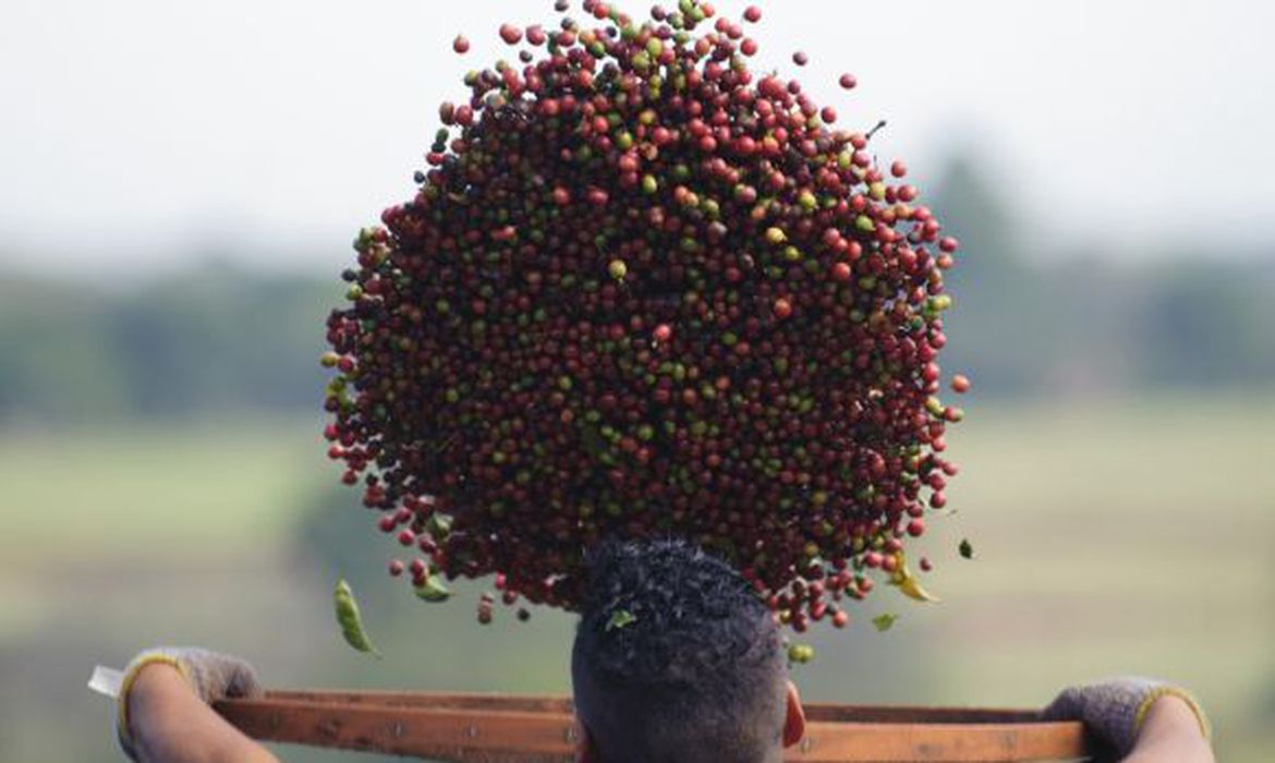 Guaicurus News - Conab estima queda na produção de café com 51,8 milhões de sacas