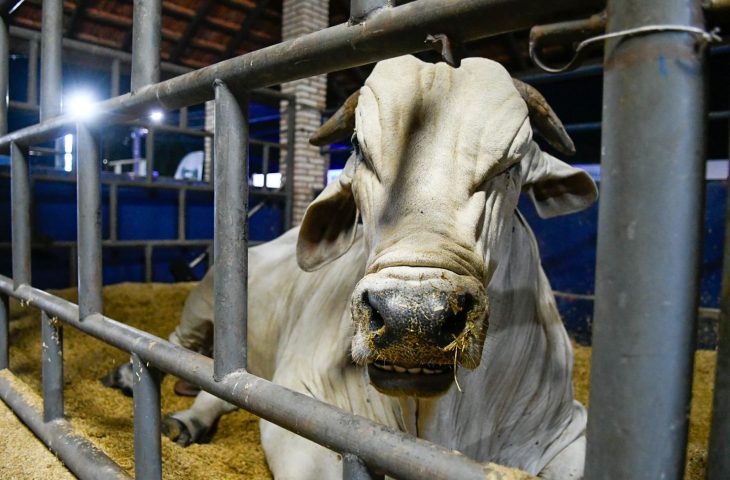 Guaicurus News - MS recebe status de área livre de aftosa, apto para ampliar mercados da carne