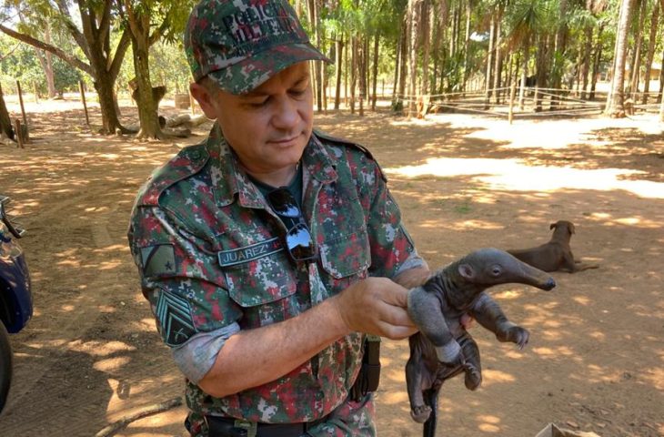 Guaicurus News - O que faço se encontrei um animal silvestre ferido? Imasul faz orientações e recomenda acionar a PMA