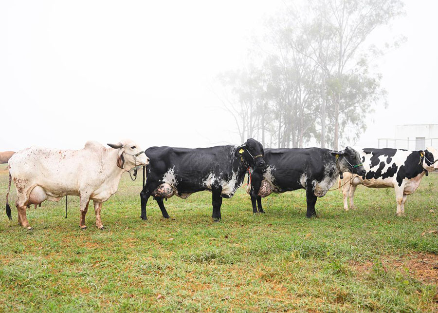 Guaicurus News - Pela primeira vez, ferramenta genômica vai reunir três raças de bovinos leiteiros