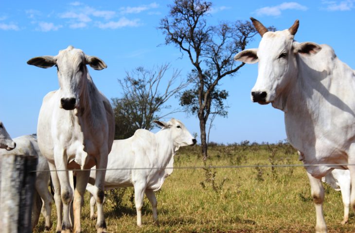 Guaicurus News - Campanha de atualização cadastral e de rebanhos começa dia 1º de novembro em MS